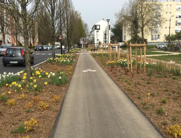 coubertin jonquilles